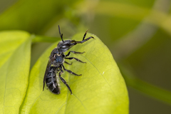 Augochlora nigrocyanea