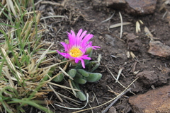 Delosperma sutherlandii