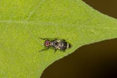 Euryneura