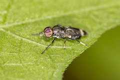 Euryneura