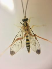 Spilopteron occiputale