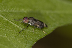 Euryneura