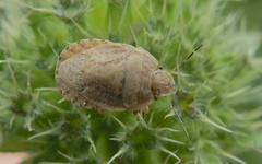 Sciocoris macrocephalus