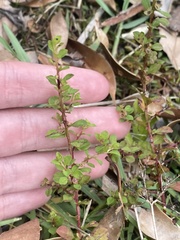 Ludwigia microcarpa