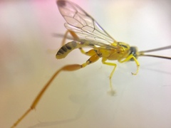 Spilopteron occiputale