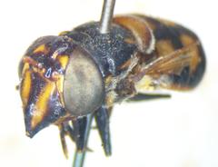 Copestylum limbipenne