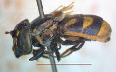 Copestylum limbipenne