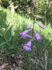 Penstemon grandiflorus