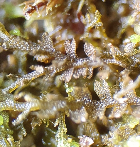 Image of Top Notchwort (Mesoptychia turbinata) by no rights reserved