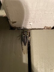 Neotibicen linnei
