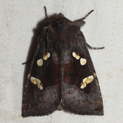 Culver's Root Borer Moth photo 2