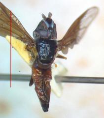 Ocyptamus dimidiatus