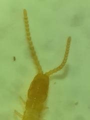 Schendyla nemorensis