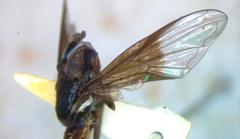 Ocyptamus dimidiatus