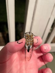 Neotibicen linnei