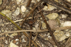 Holovonones compressus
