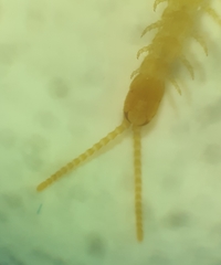 Schendyla nemorensis