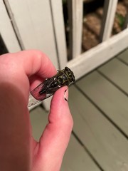 Neotibicen linnei
