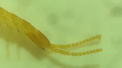 Schendyla nemorensis