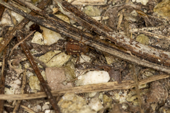Holovonones compressus