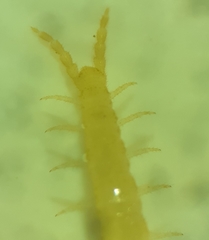 Schendyla nemorensis