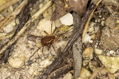Holovonones compressus