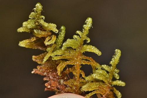 Image of Hypnum dieckii by no rights reserved