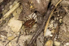 Holovonones compressus