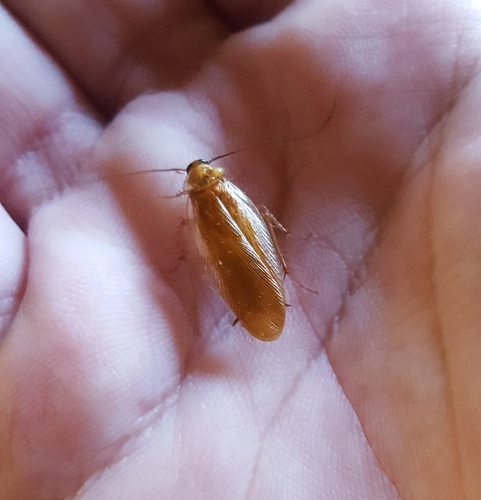 Virginia Wood Cockroach photo 6