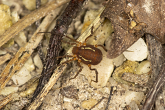 Holovonones compressus