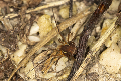 Holovonones compressus