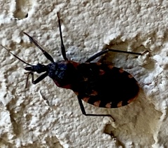 Triatoma sanguisuga