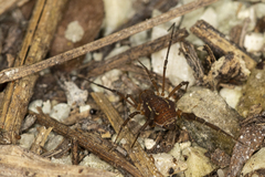 Holovonones compressus