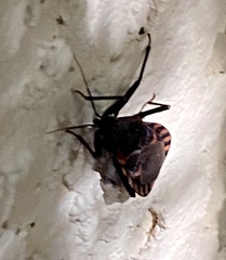 Triatoma sanguisuga