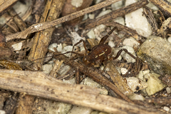 Holovonones compressus