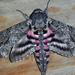 Pink-spotted Hawkmoth - Photo (c) Aaron Reed, some rights reserved (CC BY-NC), uploaded by Aaron Reed