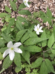 Anemonoides trifolia