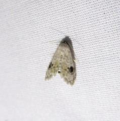 Abablemma duomaculata