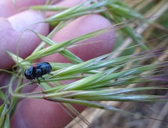 Saxinis saucia