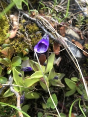 Pinguicula leptoceras