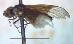 Ocyptamus