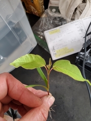 Prunus virginiana