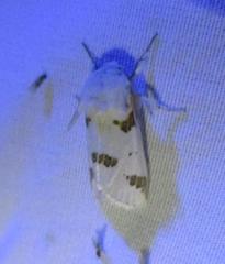 Euerythra trimaculata