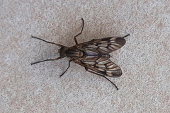 Rhagio atlanticus