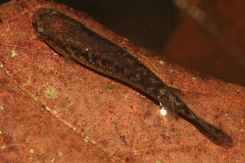 Cynodonichthys godmani