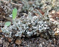 Cladonia symphycarpa