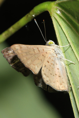 Lasaia sessilis
