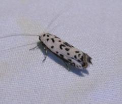Ethmia bittenella