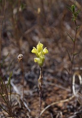 Castilleja lineariloba