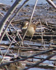 Cinclodes comechingonus